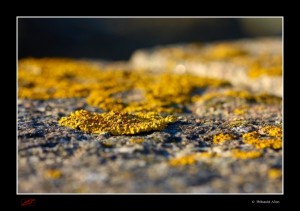Un peu d'or...
