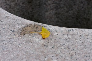 IMG_6967