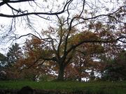 Melbourne royal botanic garden tree