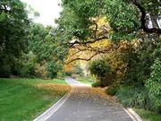 Melbourne otanic garden autumn leaves