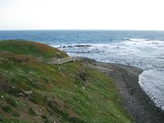 Phillip island birds