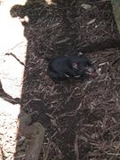 Sanctuary tasmanian devil